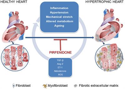 Frontiers | Pharmacological Basis Of The Antifibrotic Effects Of ...